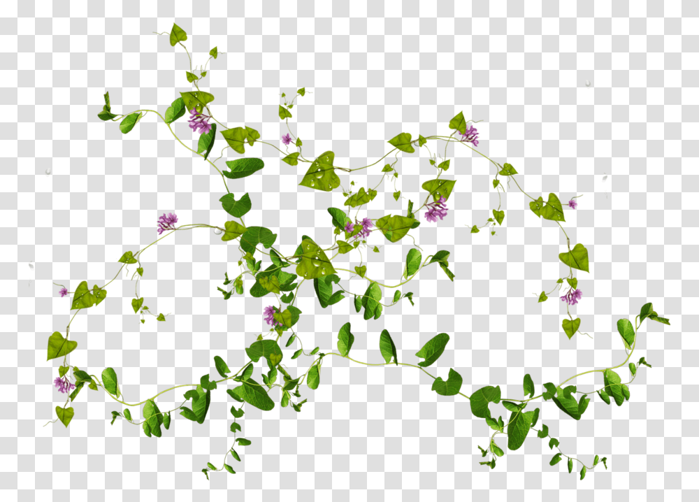 Leaf Leaves Images Download Free Flowers And Leaves, Plant, Blossom, Acanthaceae, Petal Transparent Png