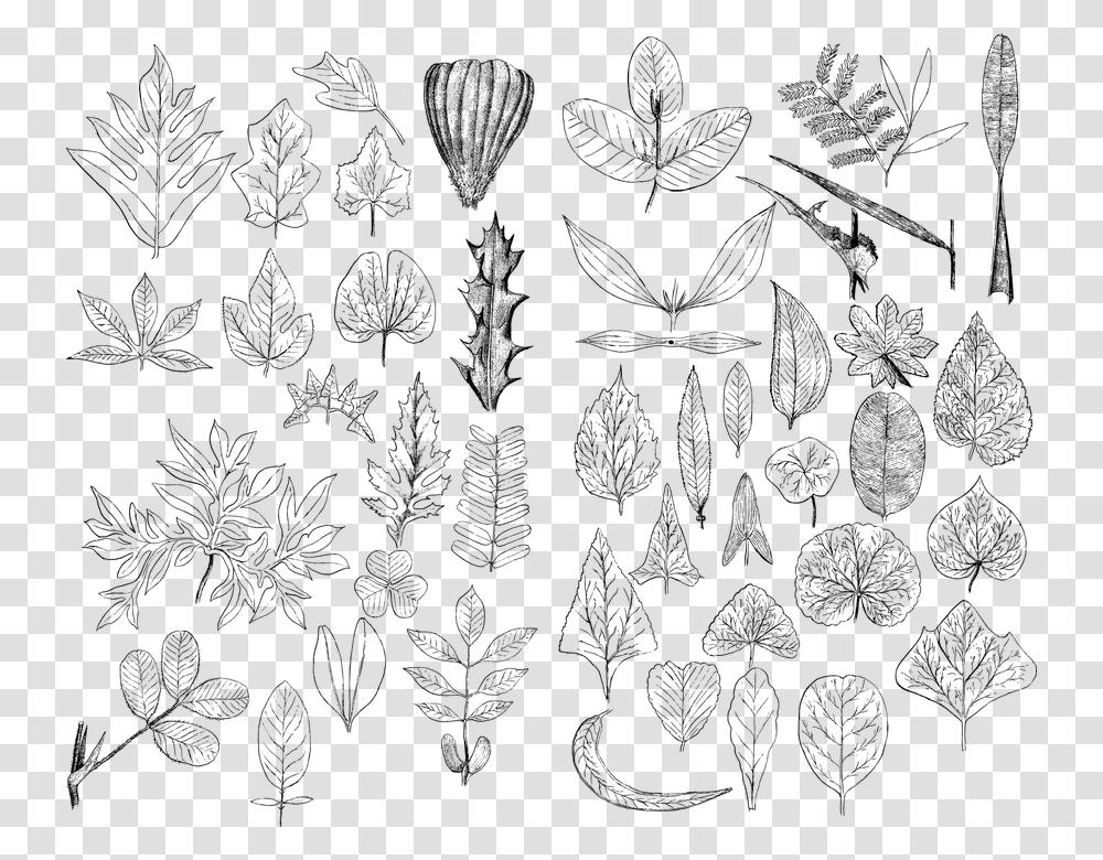 Leaf Leaves Line Art Vintage Detailed Botany, Gray, World Of Warcraft Transparent Png