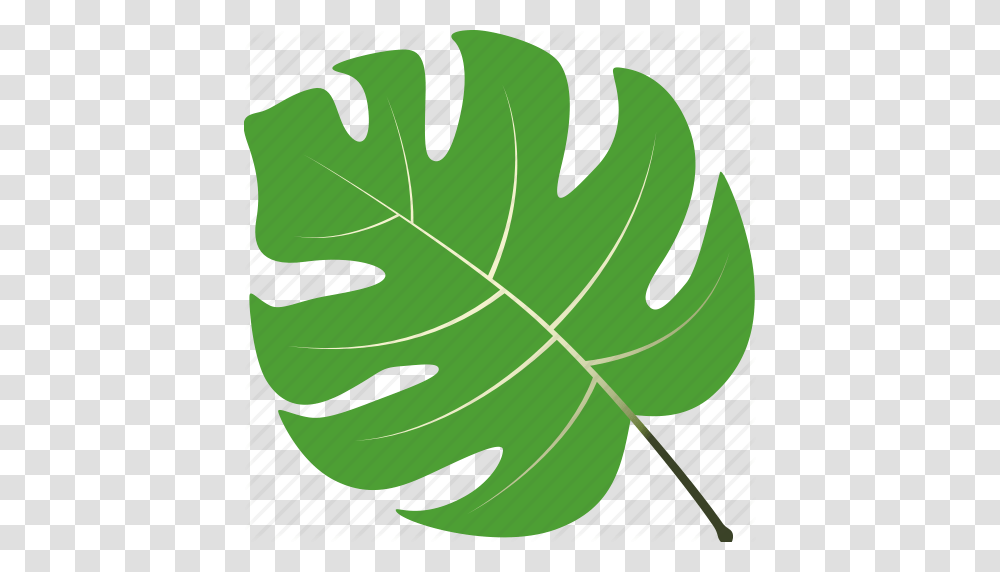 Leaf Leaves Maple Nature Tree Tropical Icon, Plant, Fish, Animal, Fern Transparent Png