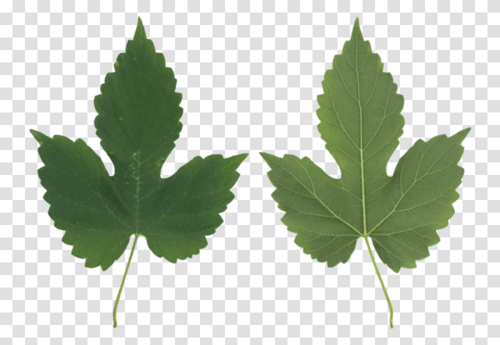 Leaf Maple Leaf Maple Leaf, Plant, Green, Tree, Veins Transparent Png