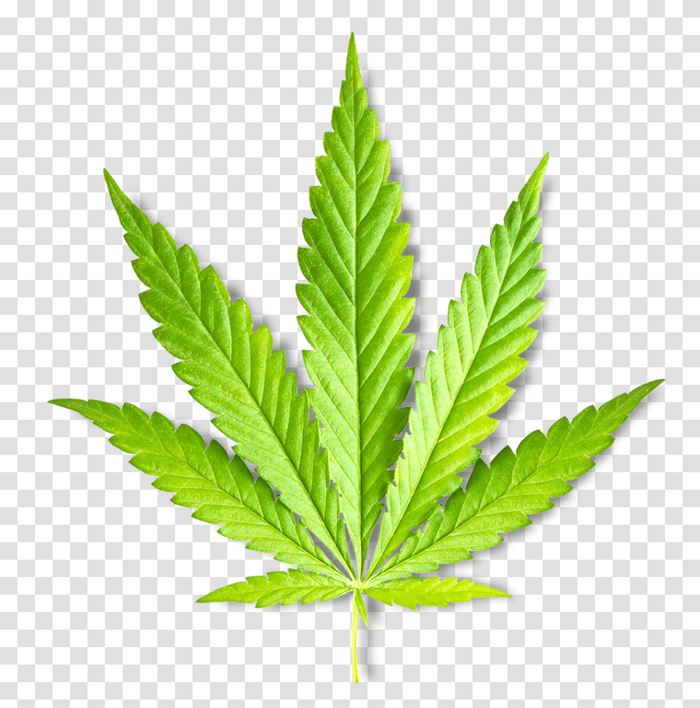 Leaf Marijuana Plant, Weed, Hemp Transparent Png