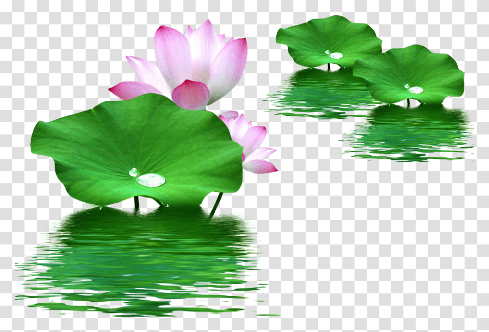 Leaf Nelumbo Nucifera Lotus Effect Water Clipart Lotus With Leaf, Plant, Flower, Blossom, Lily Transparent Png