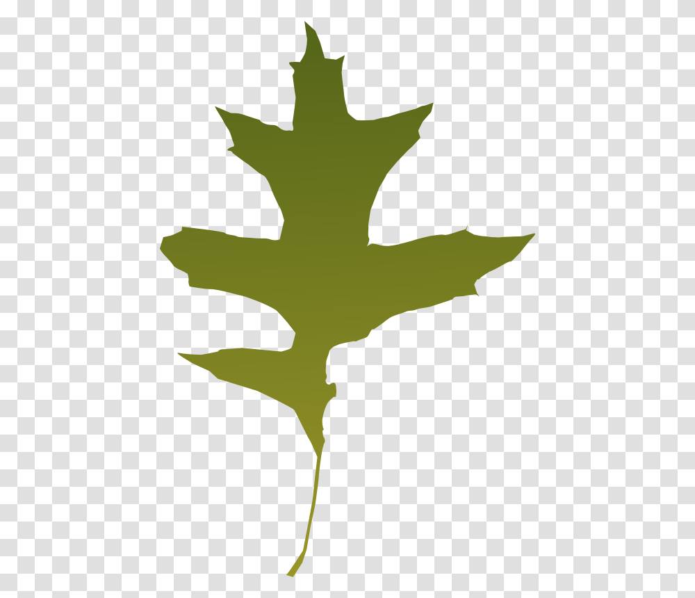 Leaf Oak Green, Nature, Plant, Tree, Person Transparent Png