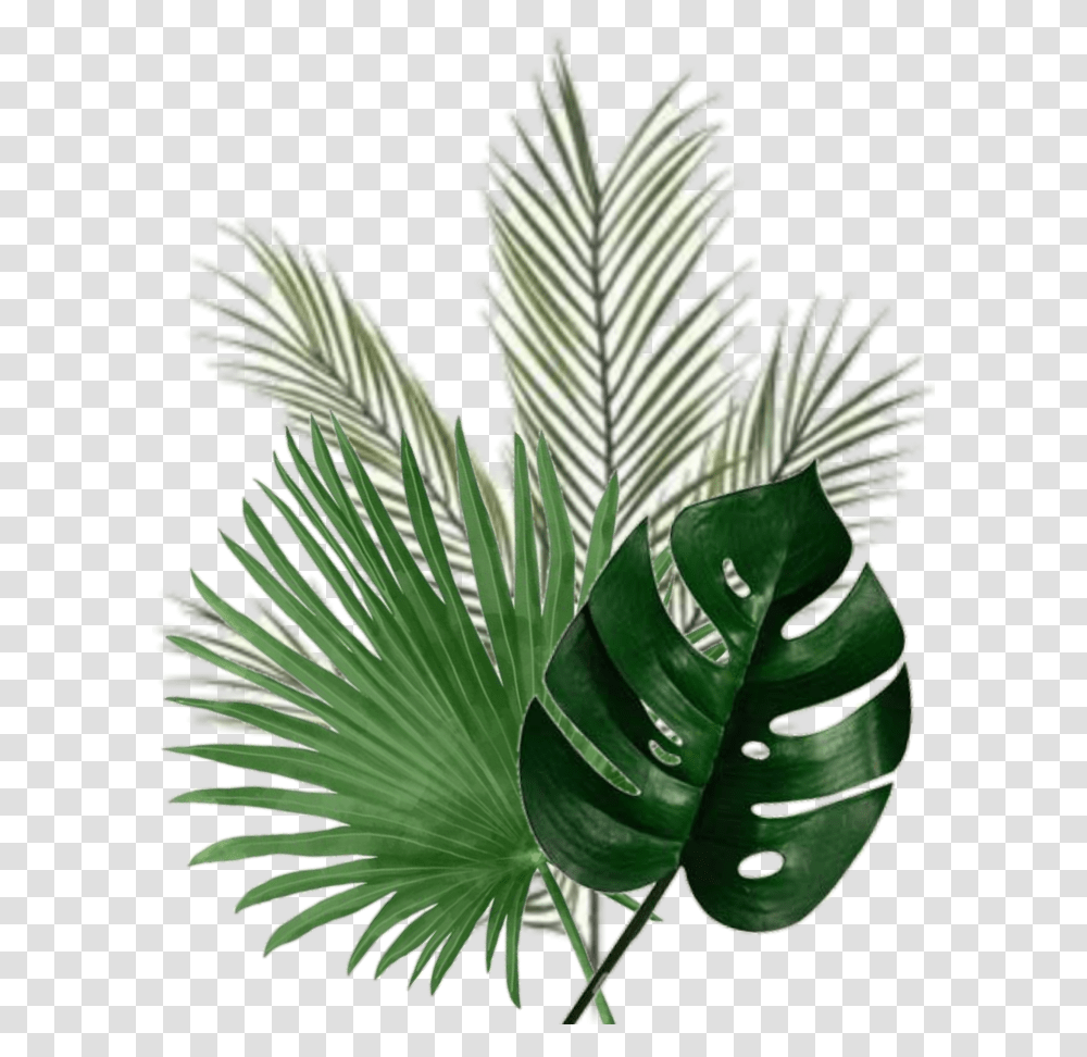 Leaf Palm Green Christmas Tree, Plant, Fern, Flower, Blossom Transparent Png