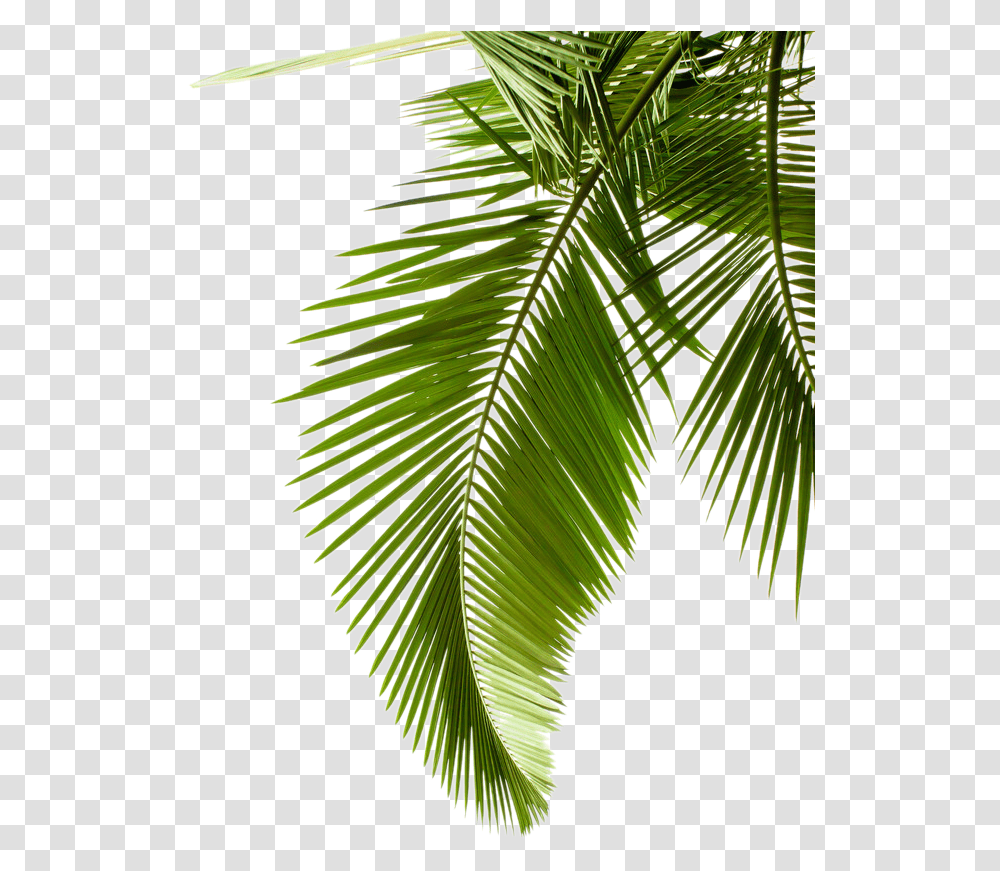 Leaf Pattern Tree Arecaceae Paper Palm Branch Clipart Background Palm Tree Leaves, Plant, Green, Vegetation, Veins Transparent Png