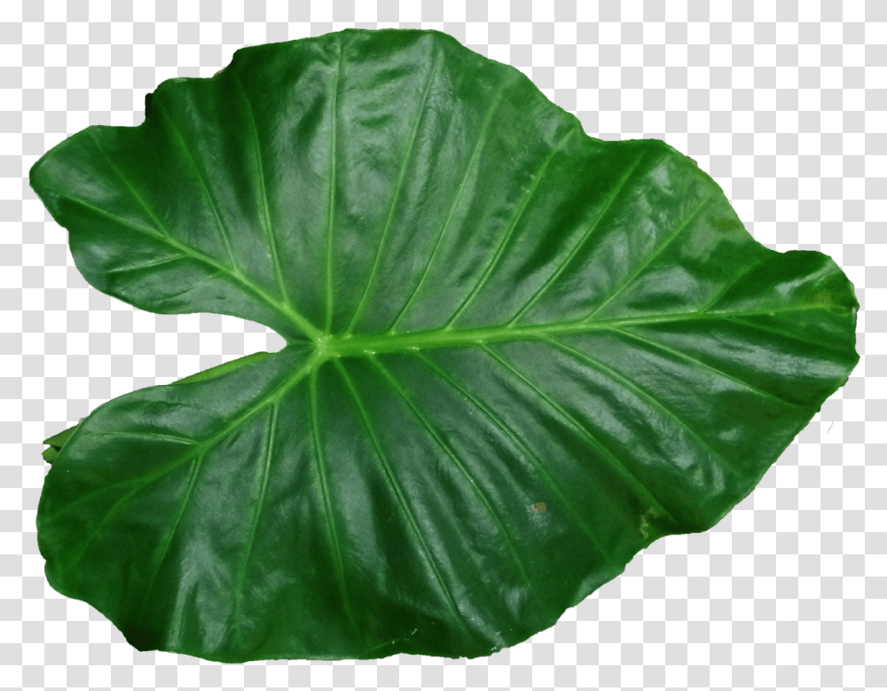 Leaf Pic Leaf, Plant, Veins, Annonaceae, Tree Transparent Png