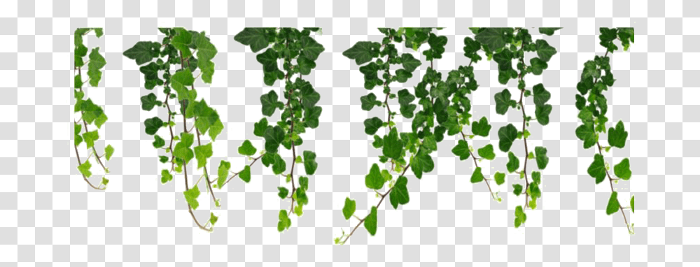 Leaf Pic Vine, Map, Diagram, Plot, Atlas Transparent Png