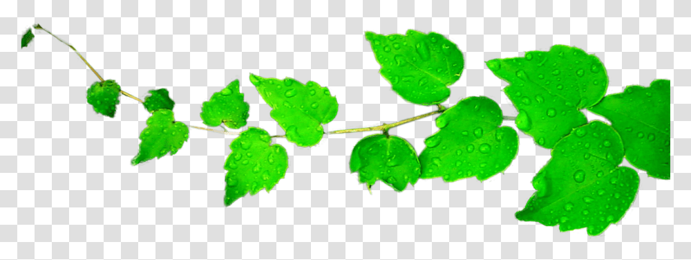 Leaf Pile Green Leaves Hd, Plant, Veins, Tree, Droplet Transparent Png