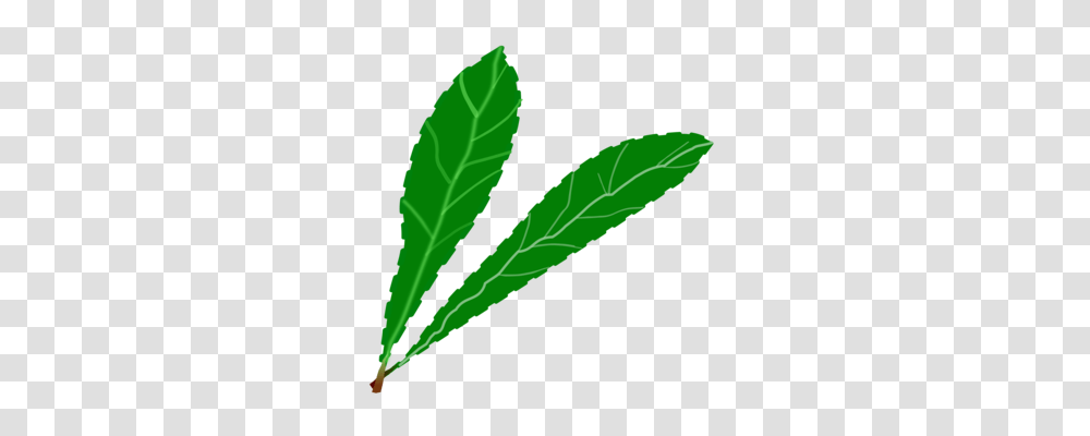 Leaf Plant Anatomy Green Vegetation, Hemp, Weed Transparent Png