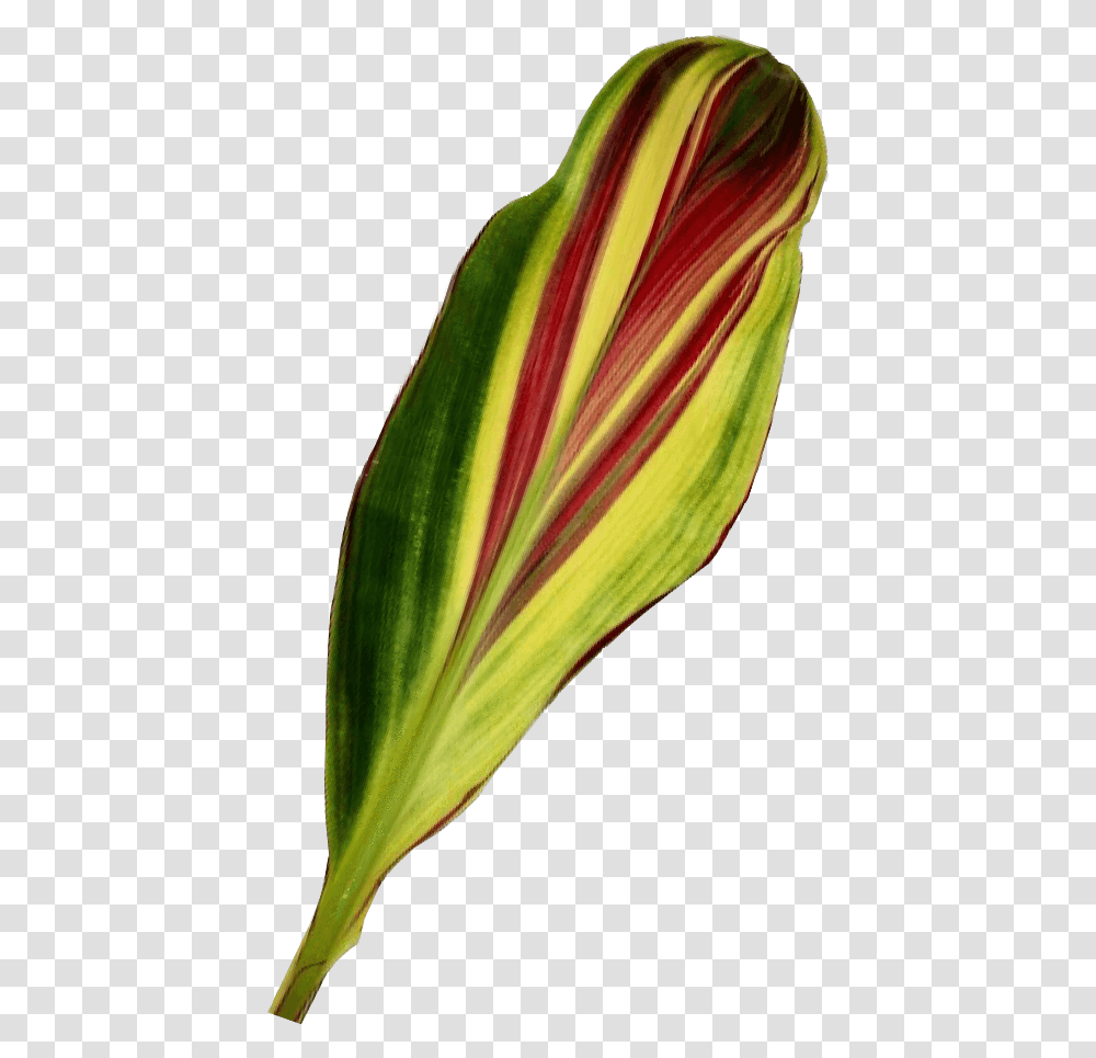 Leaf, Plant, Bud, Sprout, Flower Transparent Png