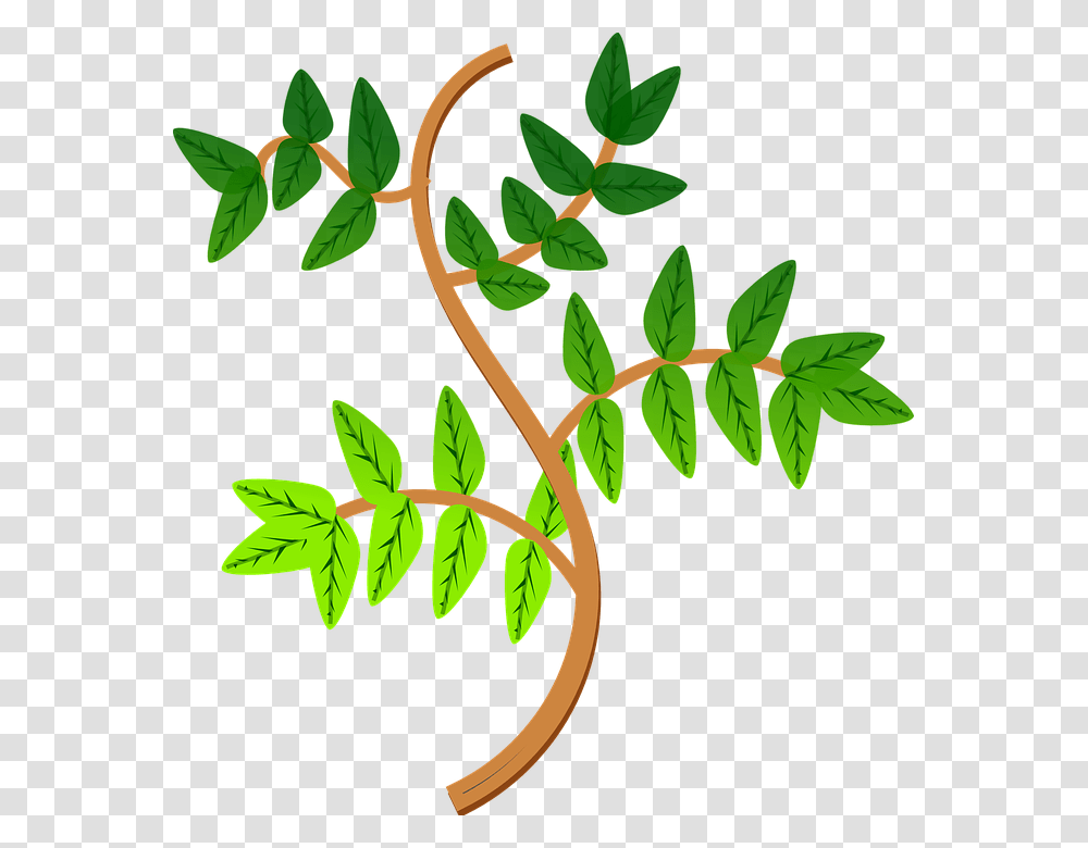 Leaf Plant Clipart Explore Pictures, Green, Tree, Flower, Blossom Transparent Png