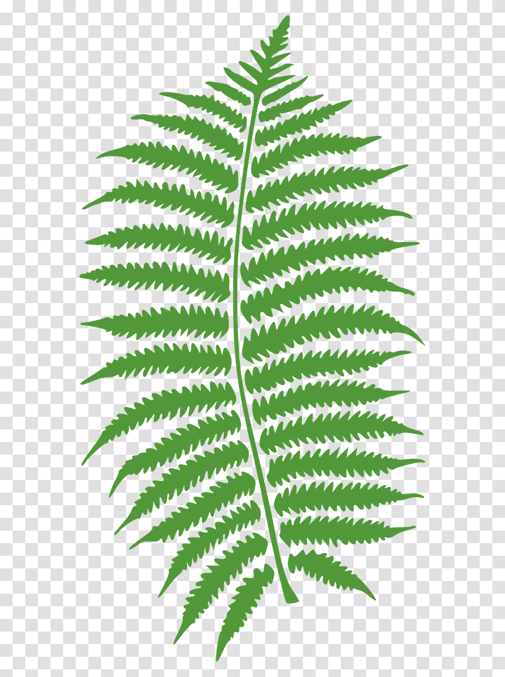 Leaf, Plant, Fern, Bird, Animal Transparent Png