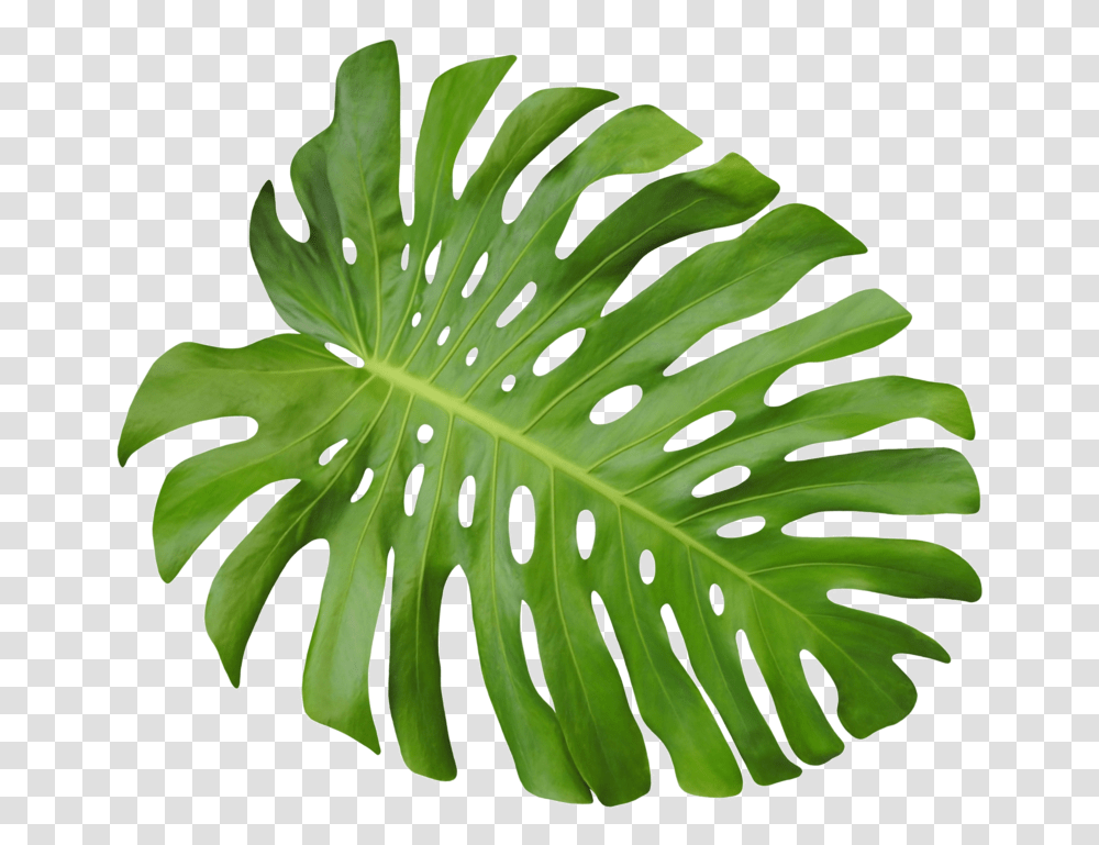 Leaf, Plant, Fern, Droplet, Green Transparent Png