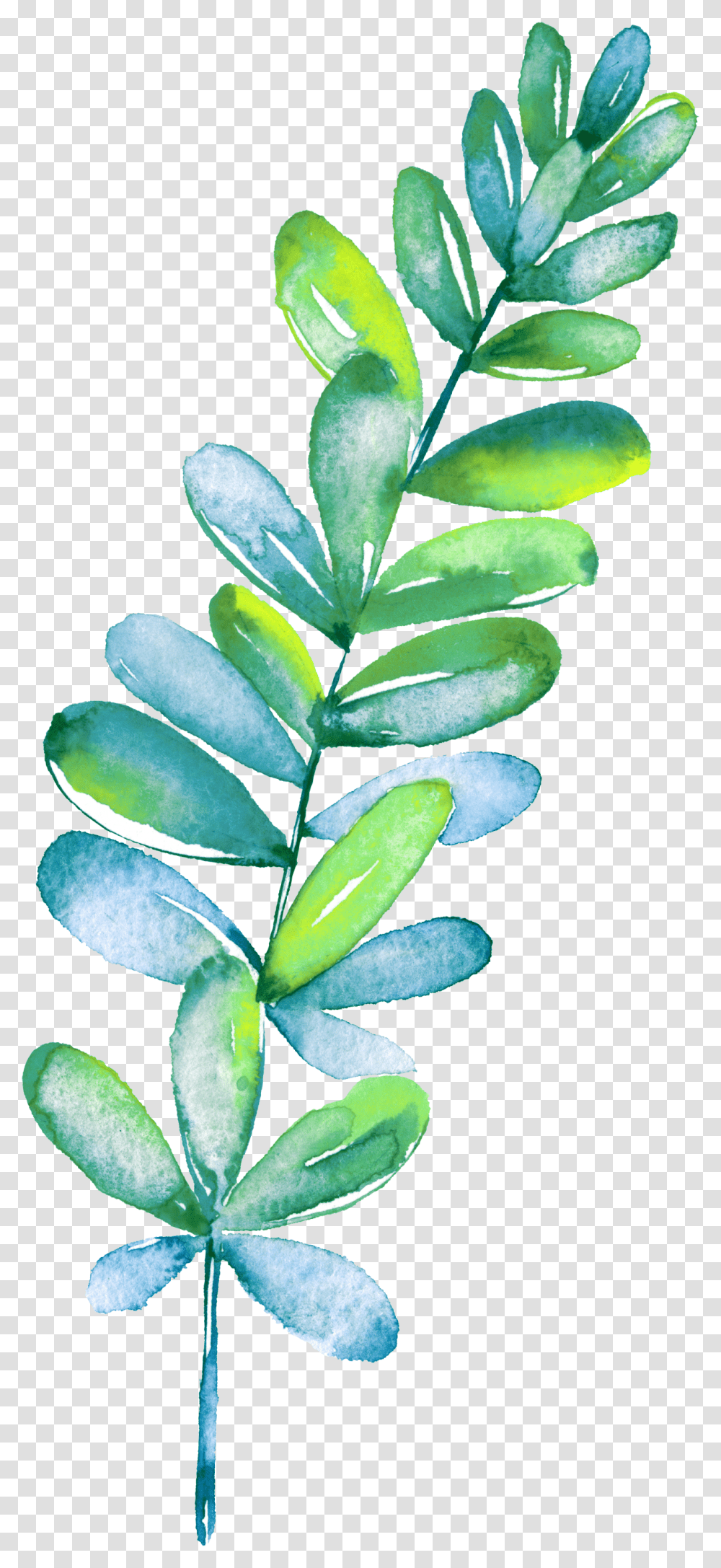 Leaf, Plant, Flower, Petal Transparent Png