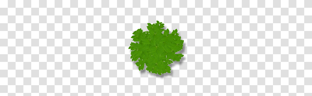 Leaf, Plant, Geranium, Flower Transparent Png