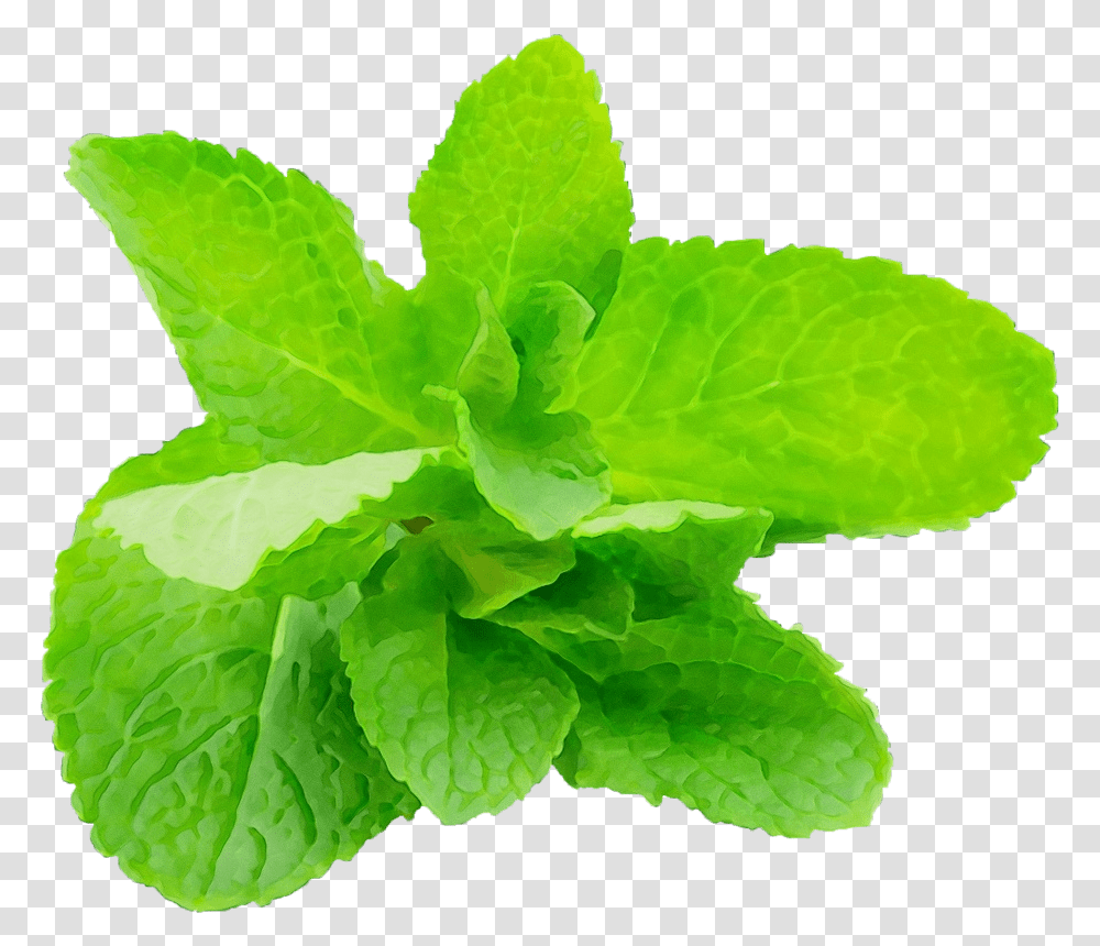 Leaf Plant Green Flower Herb - M Graphix Pro Muscle, Potted Plant, Vase, Jar, Pottery Transparent Png
