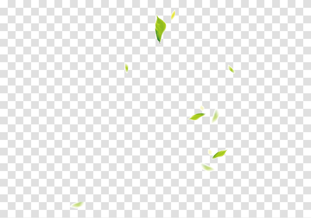 Leaf, Plant, Green, Flower, Petal Transparent Png