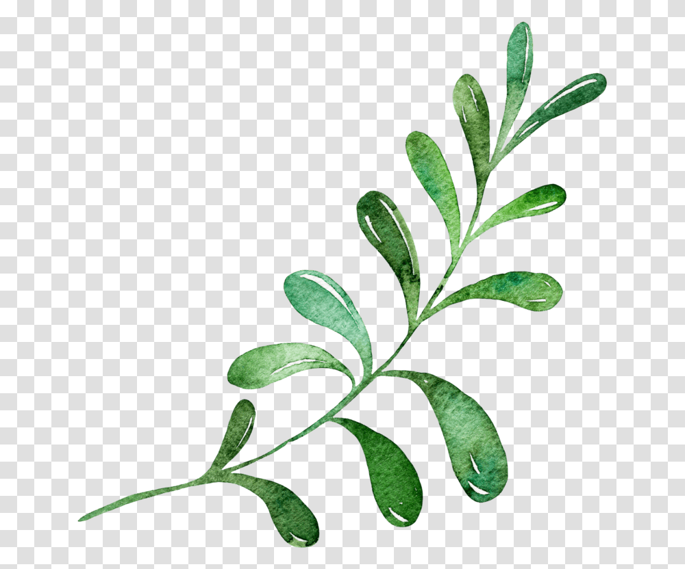 Leaf, Plant, Green, Flower Transparent Png