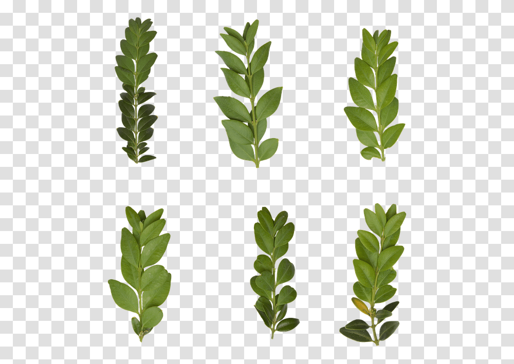 Leaf Plant Green Nature Leaves Gambel Oak, Tree, Fern, Vegetation, Pineapple Transparent Png