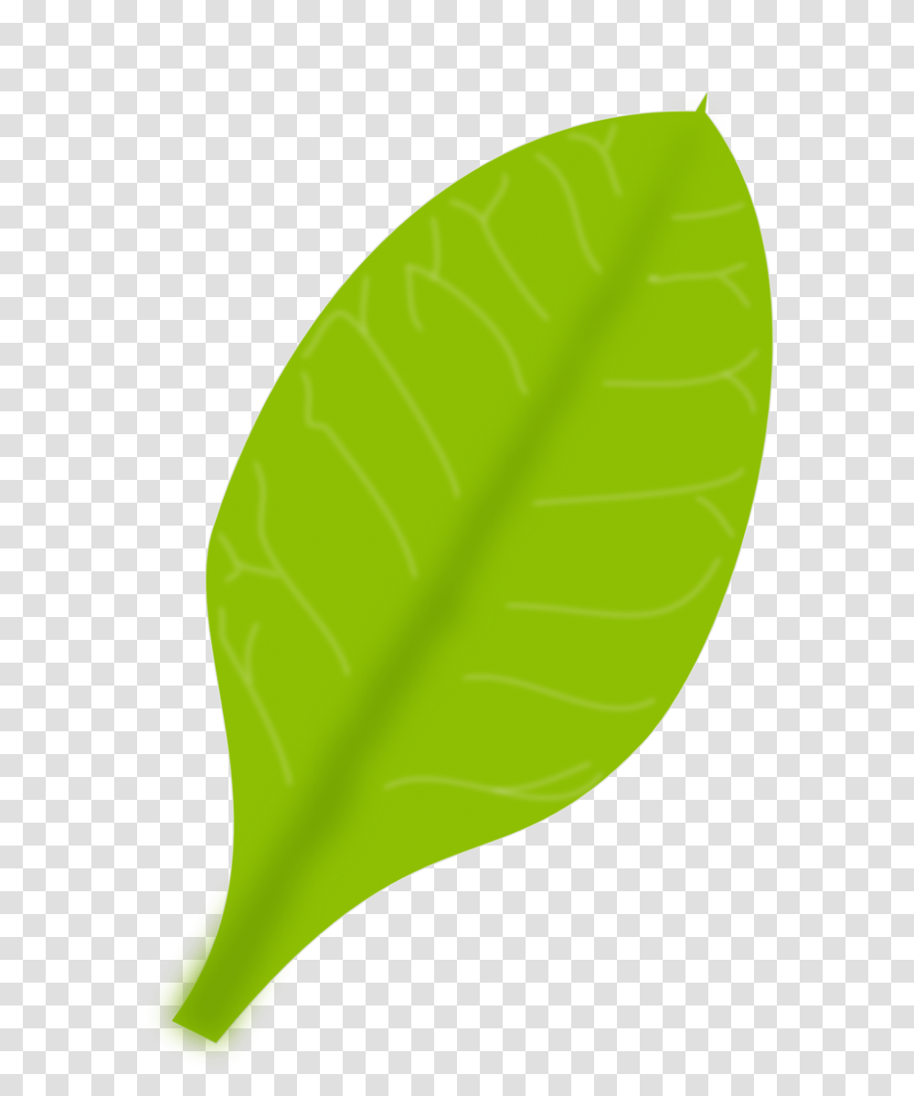 Leaf, Plant, Green, Tennis Ball Transparent Png