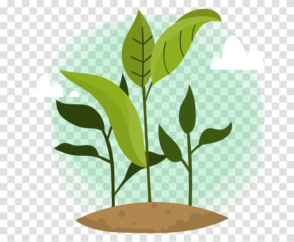 Leaf, Plant, Green, Vase Transparent Png