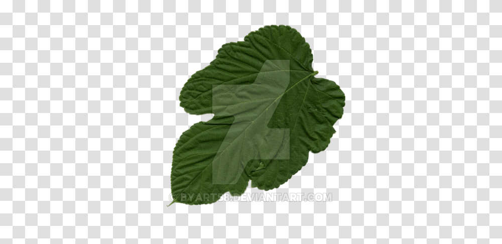 Leaf, Plant, Green, Vegetable, Food Transparent Png