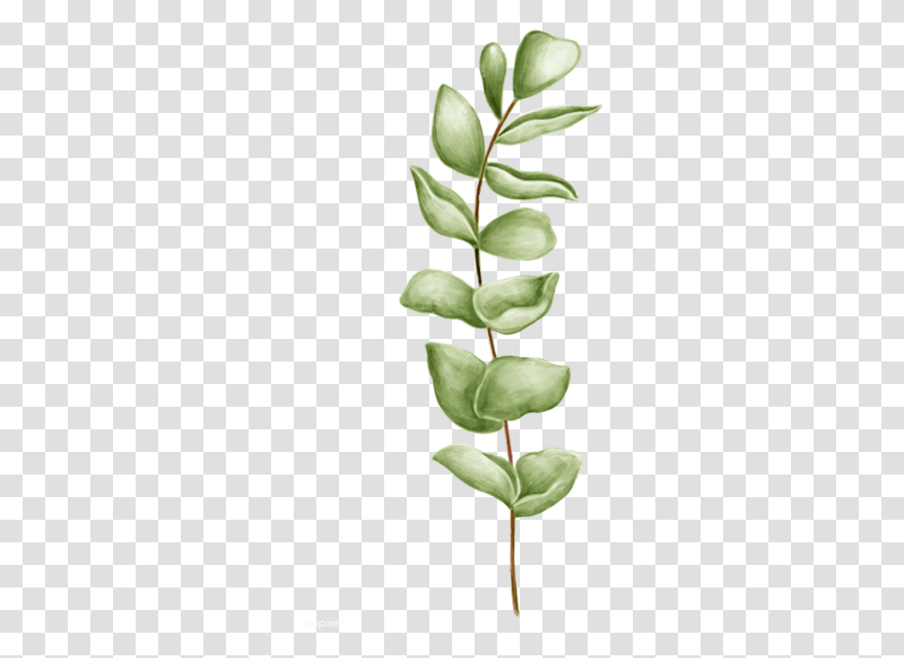 Leaf, Plant, Green, Vegetation, Tree Transparent Png