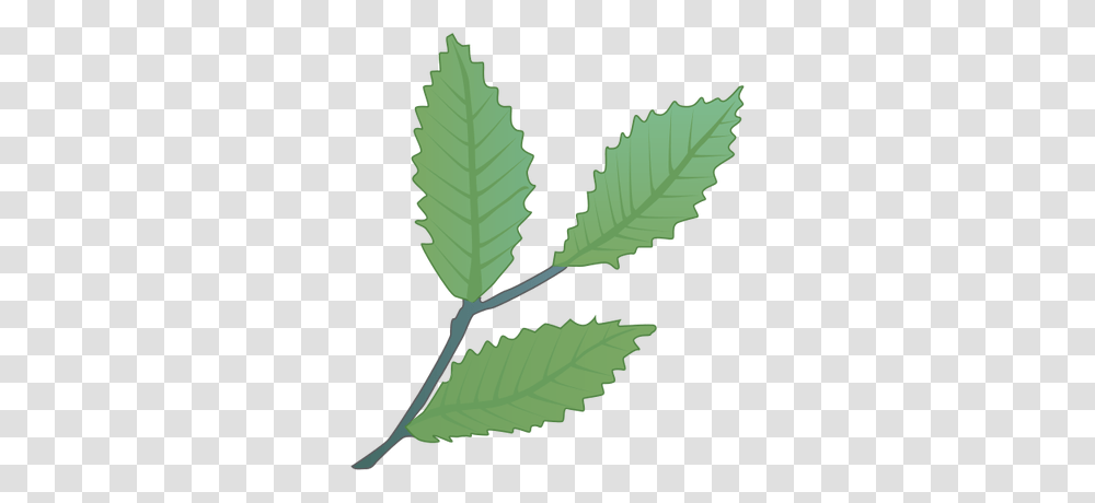 Leaf, Plant, Green, Veins Transparent Png