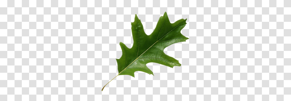 Leaf, Plant, Maple Leaf, Tree Transparent Png