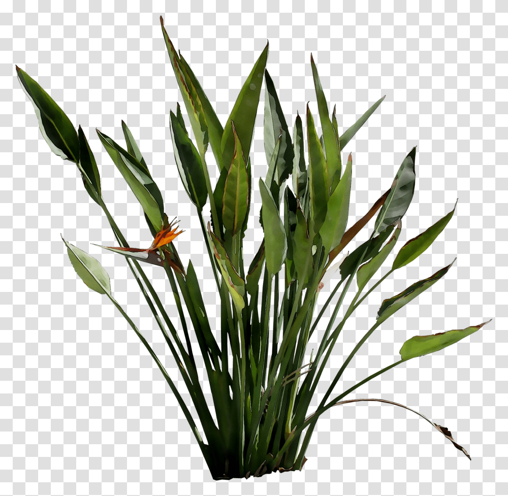Leaf Plant Stem Flower Grasses Plants Flowering Plant, Blossom, Insect, Invertebrate, Animal Transparent Png