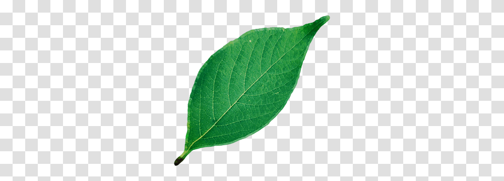 Leaf, Plant, Tennis Ball, Sport, Sports Transparent Png