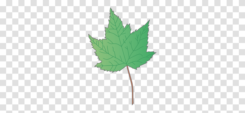 Leaf, Plant, Tree, Maple Transparent Png