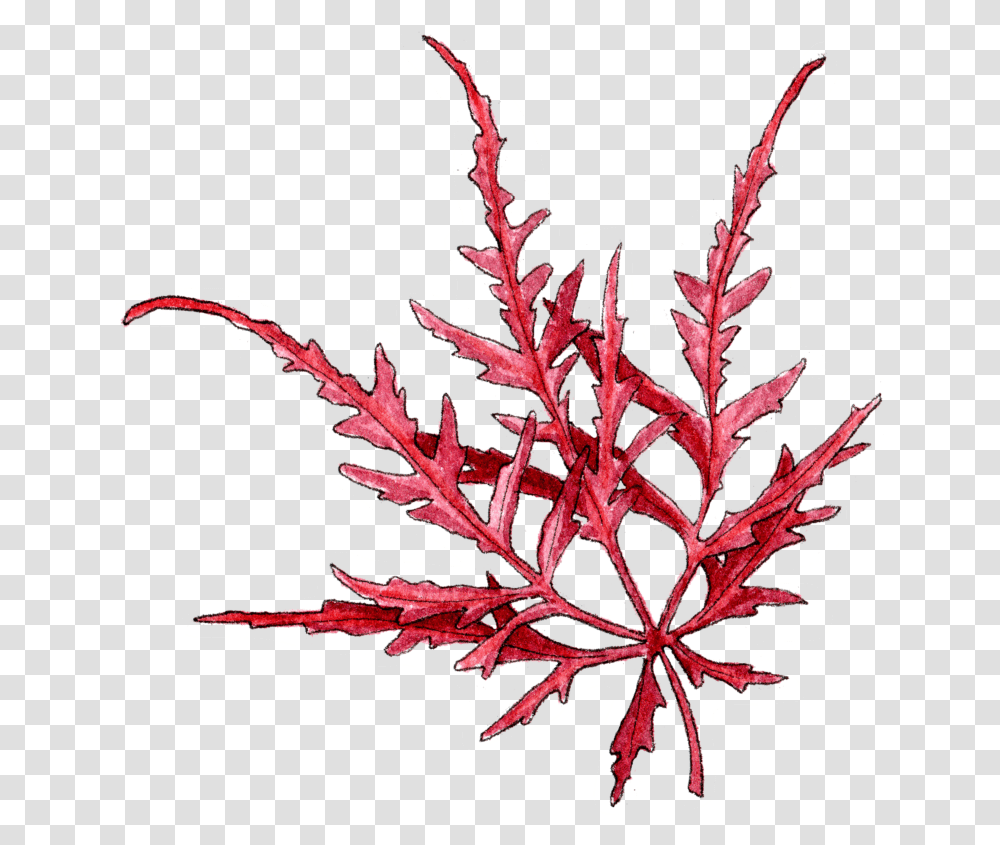 Leaf, Plant, Tree, Maple Transparent Png