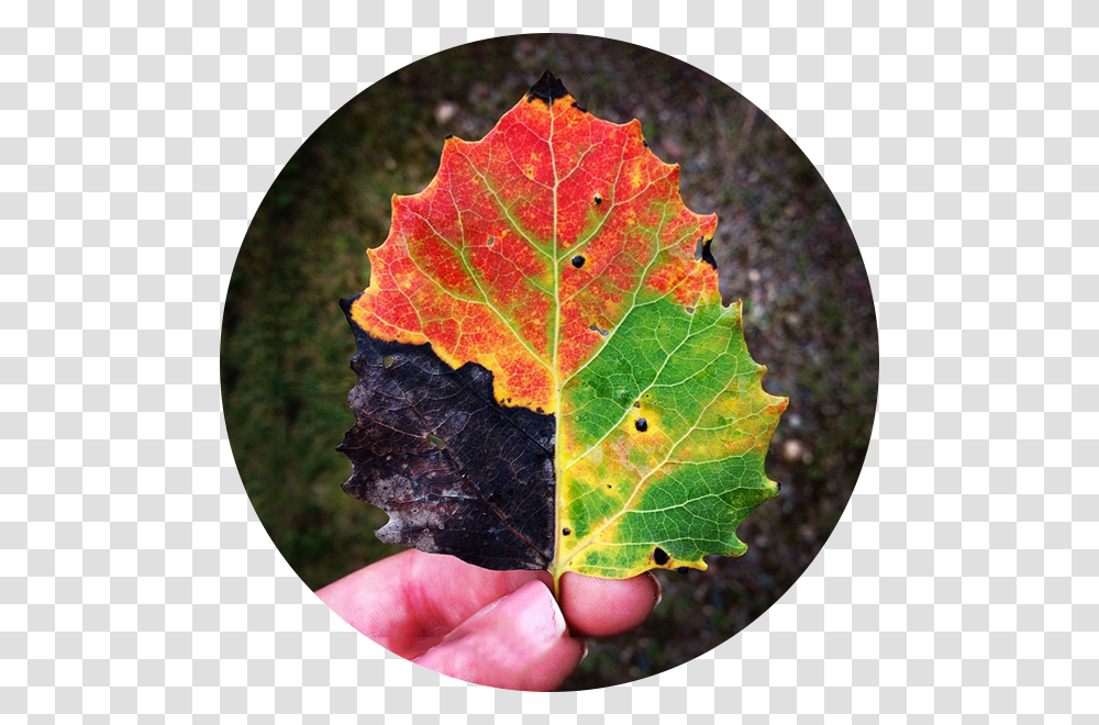 Leaf, Plant, Tree, Maple Transparent Png