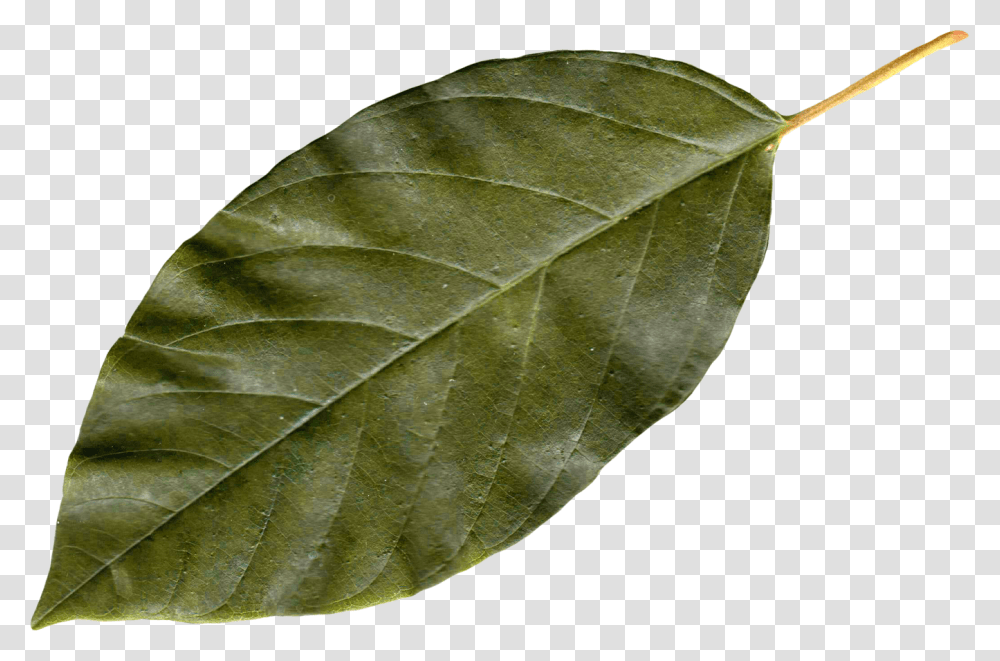 Leaf, Plant, Turtle, Reptile, Sea Life Transparent Png