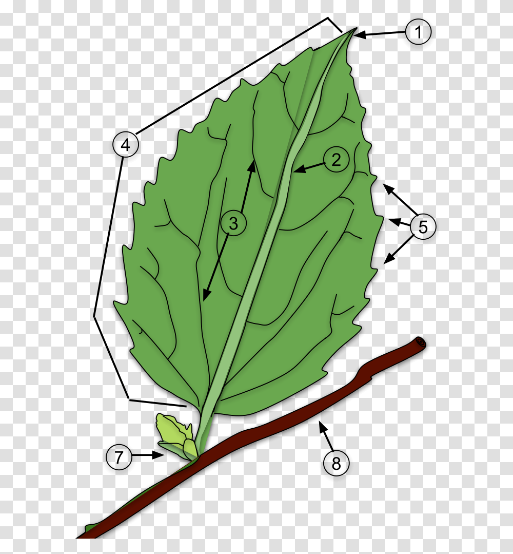 Leaf, Plant, Veins, Green, Droplet Transparent Png