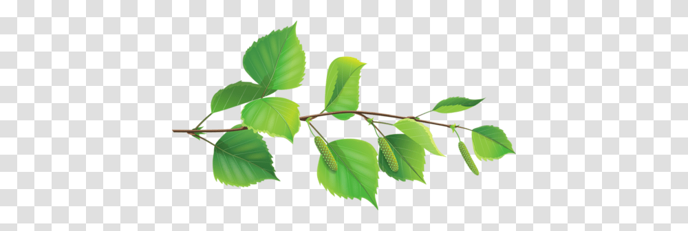 Leaf, Plant, Veins, Green Transparent Png