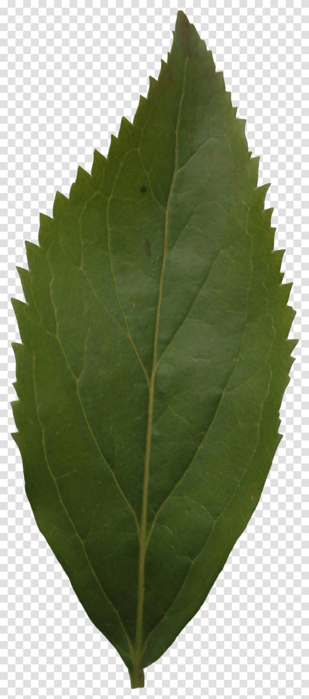 Leaf, Plant, Veins, Pineapple, Fruit Transparent Png