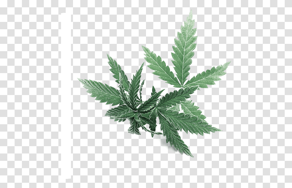 Leaf, Plant, Weed, Hemp Transparent Png