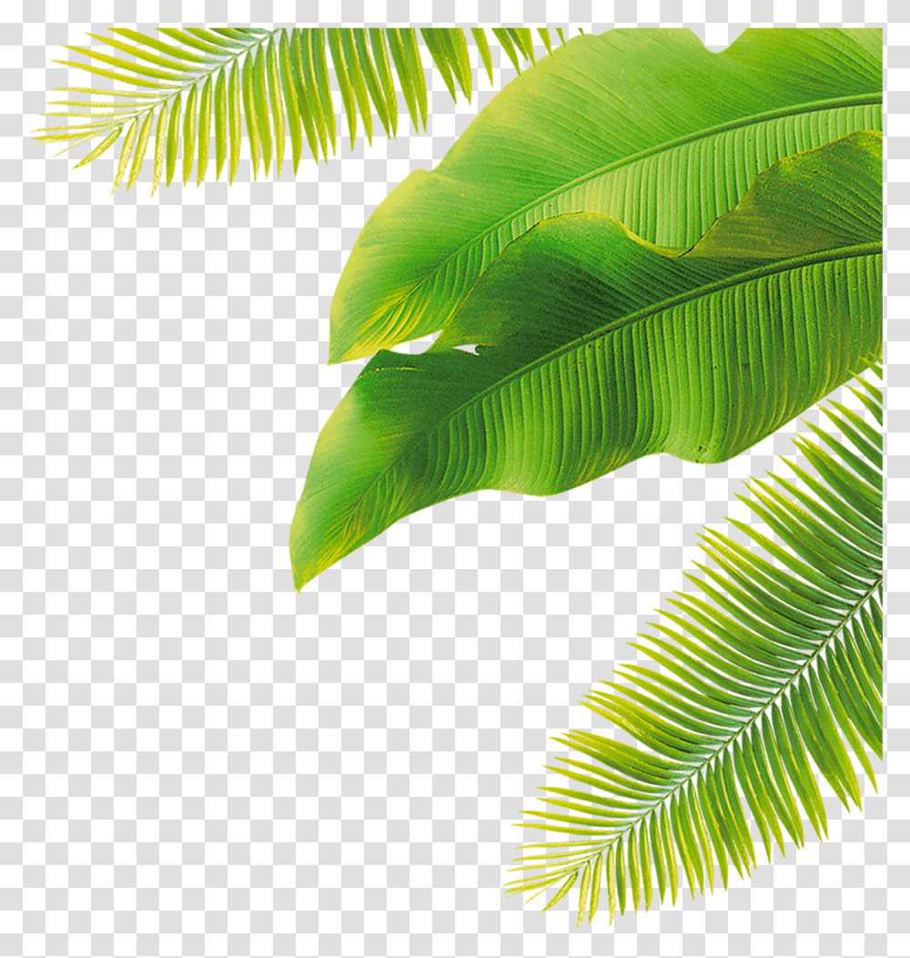Leaf Size Palm Tree Leaf, Plant, Green, Veins, Fern Transparent Png