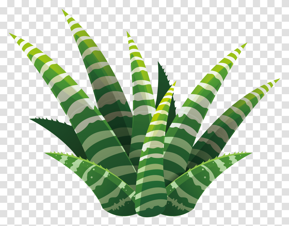 Leaf Succulent Plant Euclidean Vector Illustration Succulent Illustration Transparent Png