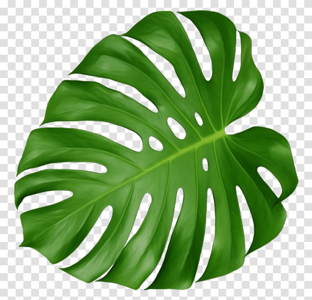 Leaf Swiss Cheese Plant, Green, Tree, Fern, Annonaceae Transparent Png