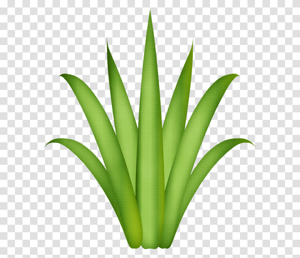 Leaf Template Tree Leaves Paper Easy Aloe Vera Drawing, Plant, Produce, Food, Vegetable Transparent Png