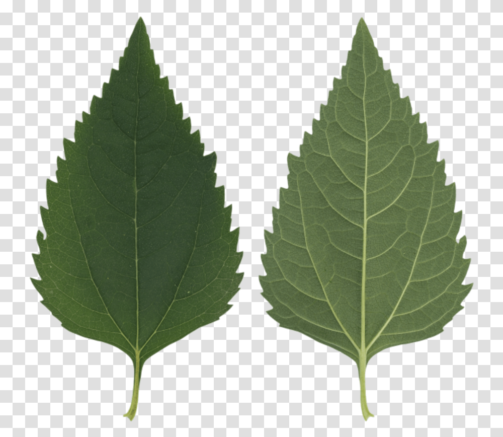 Leaf Texture Birch Tree Leaf Texture, Plant, Veins, Green, Pattern Transparent Png