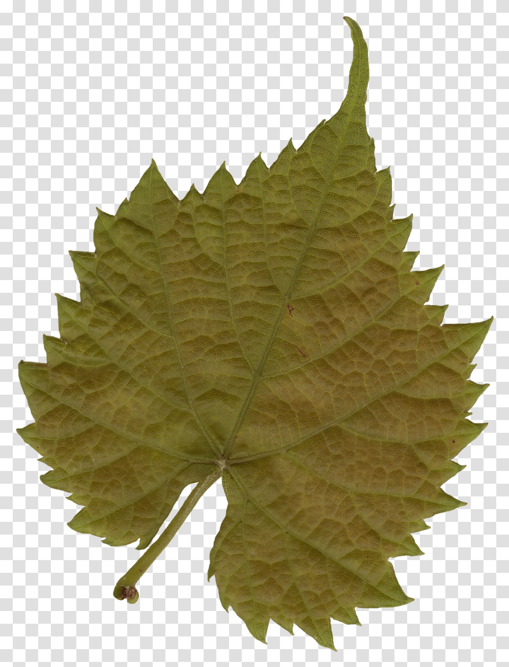Leaf Texture Free Leaf Texture, Plant, Veins, Maple Leaf, Tree Transparent Png