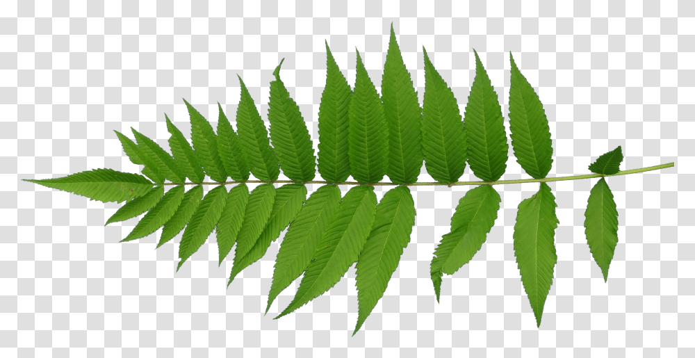 Leaf Texture Mapping Plant Stem Leaf Texture Transparent Png