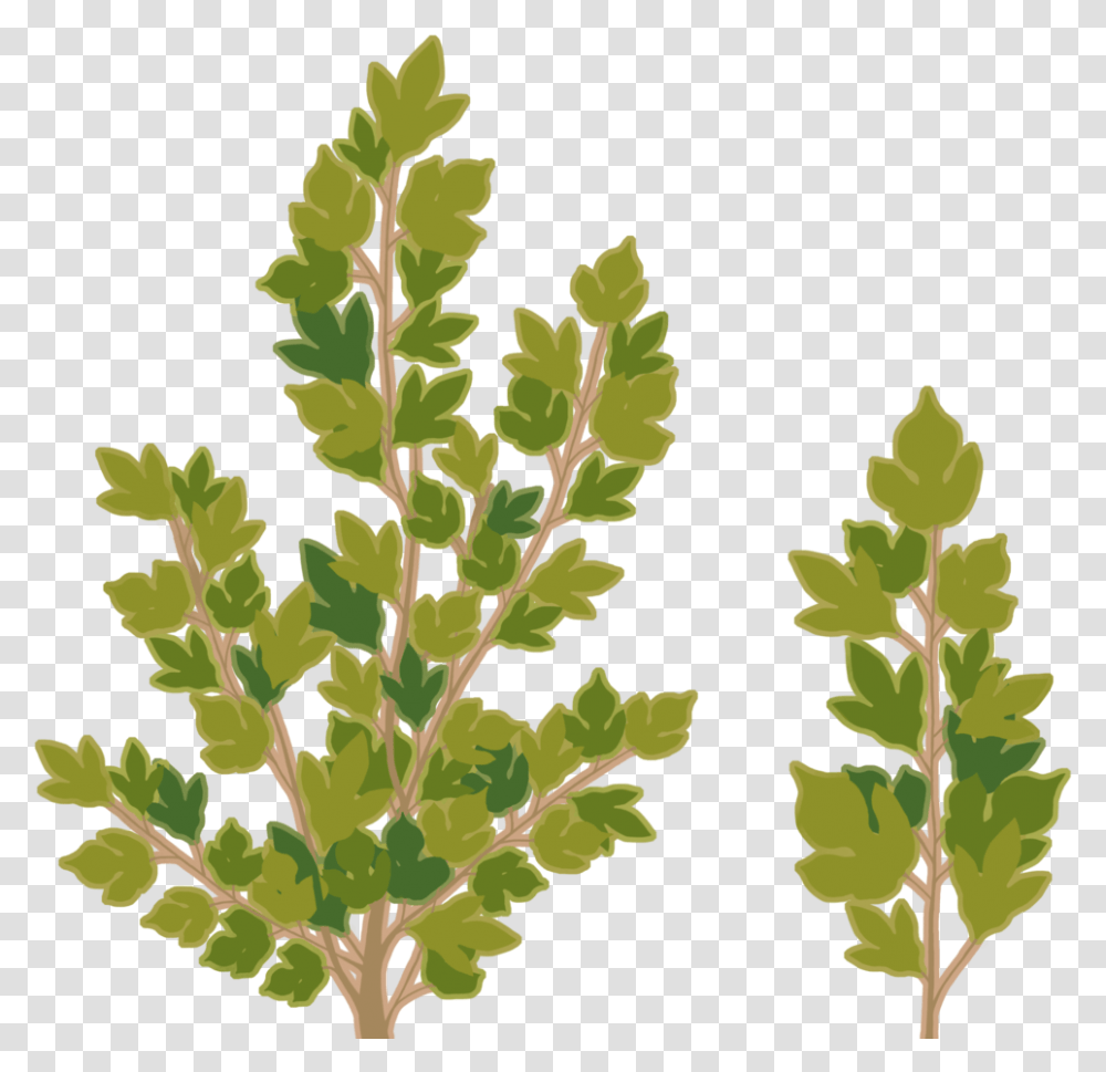Leaf Texture Oak Tree Branch Texture, Plant, Flower, Herbal, Herbs Transparent Png