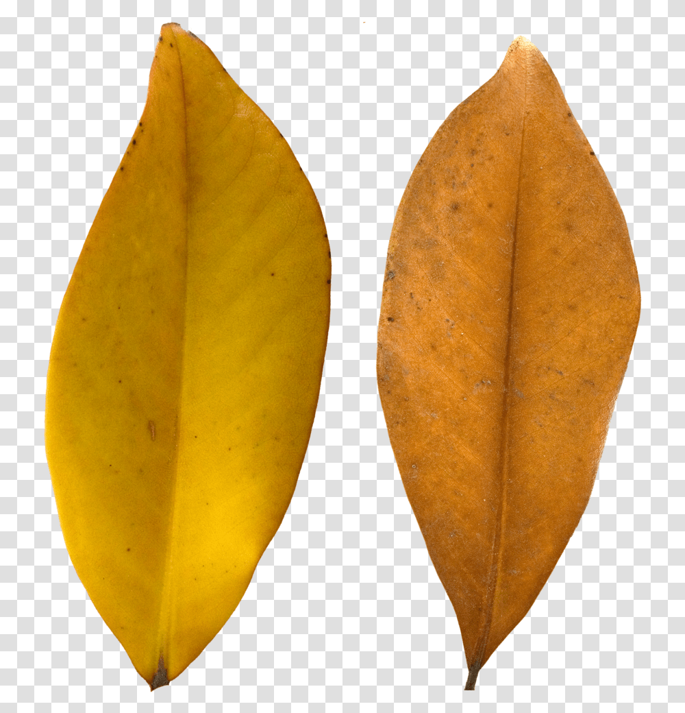 Leaf Texture, Plant, Veins, Banana, Fruit Transparent Png