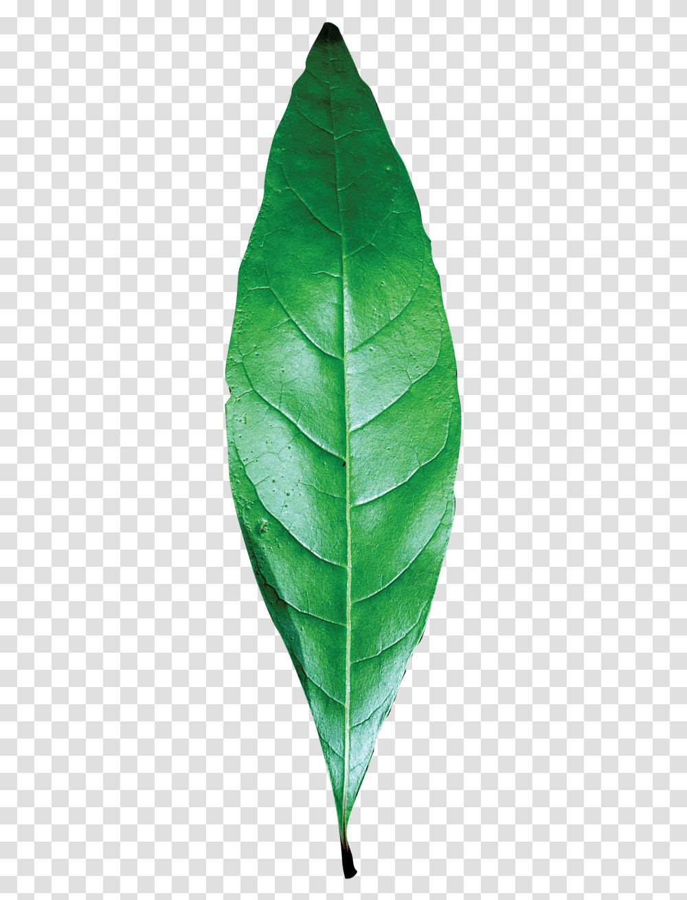 Leaf Texture Single Green Leaf, Plant, Veins, Pineapple, Fruit Transparent Png
