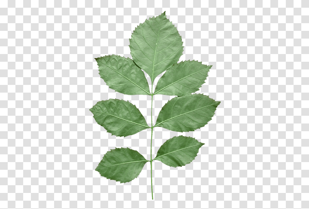 Leaf Texture With Alpha, Plant, Tree, Annonaceae Transparent Png